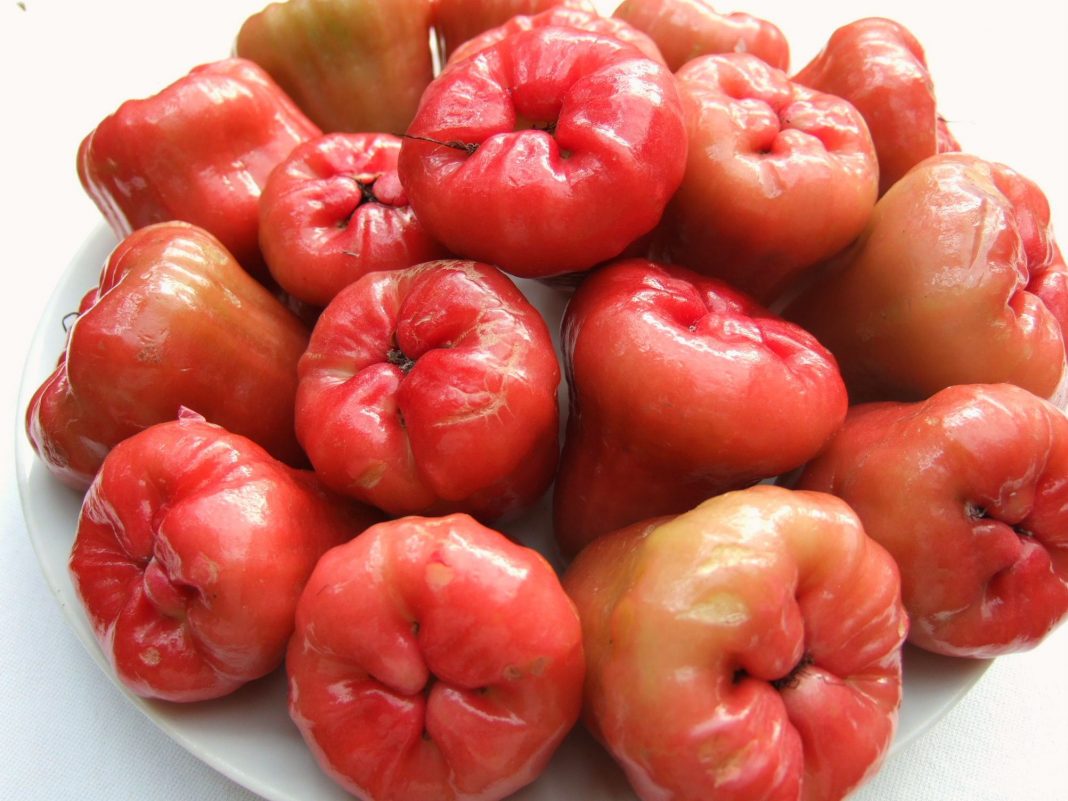 apa manfaat jambu air untuk kesehatan